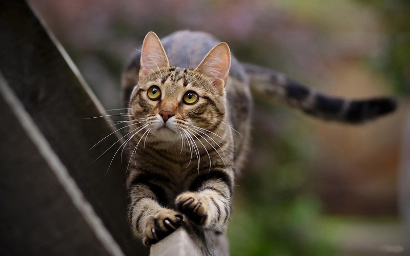 虎斑猫图片