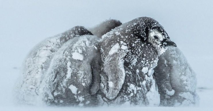 南極帝企鵝寶寶抵御暴風(fēng)雪