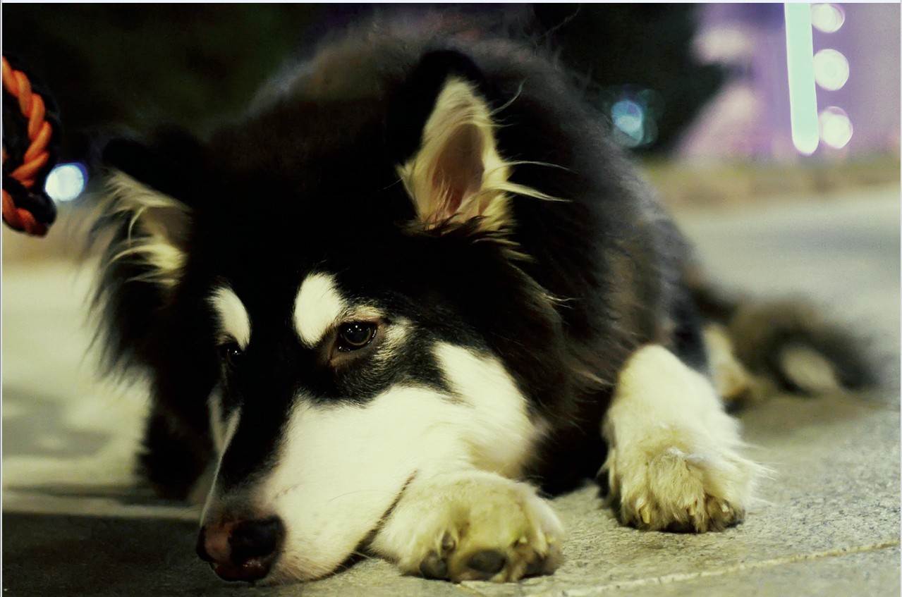 阿拉斯加犬特写图片