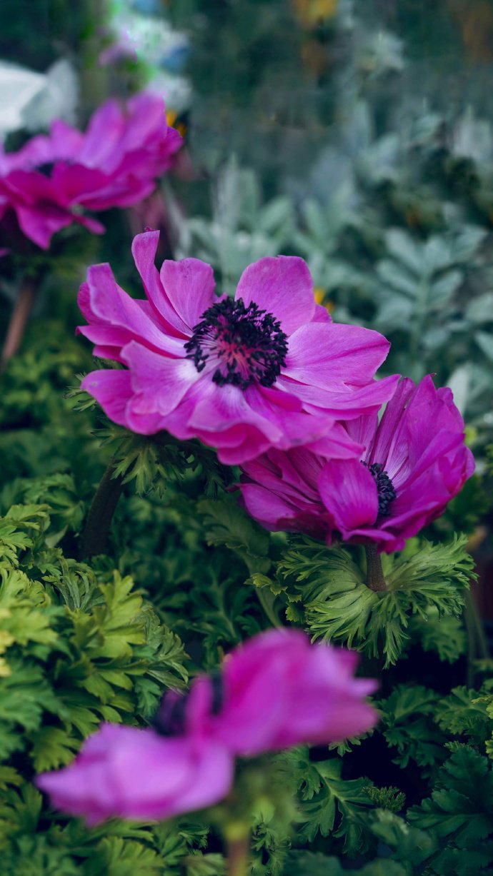 花朵硕大色彩艳丽的银莲花图片