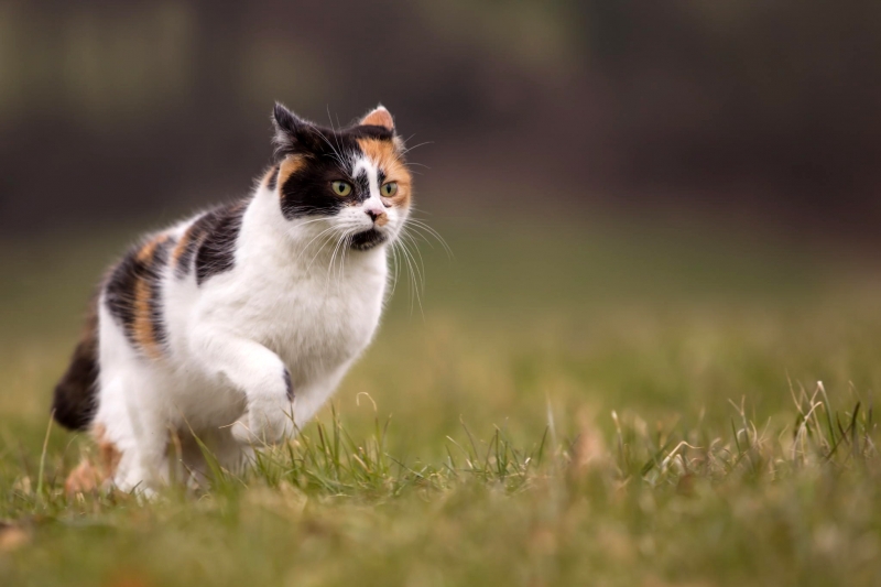 三花猫图片