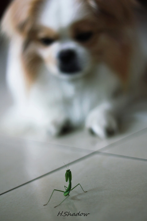 我家的京巴犬