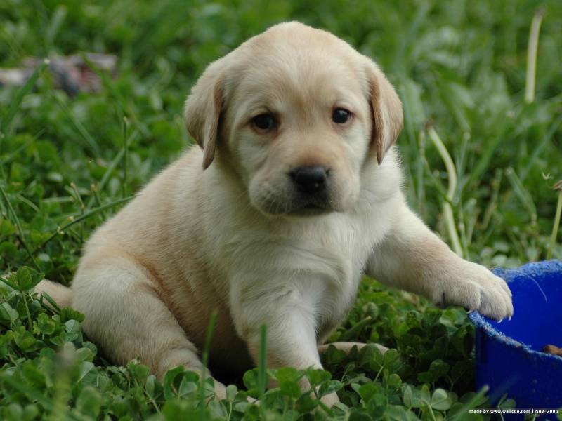 可爱萌宠拉布拉多幼犬壁纸