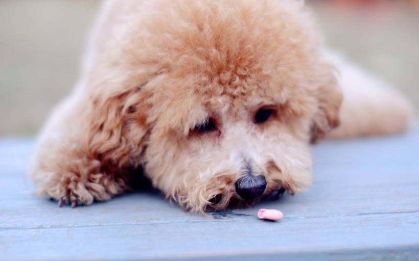 可愛泰迪犬超萌高清圖片