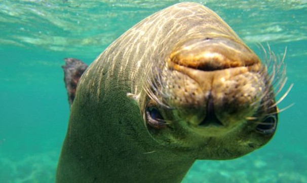 小海獅全身裹沙防曬