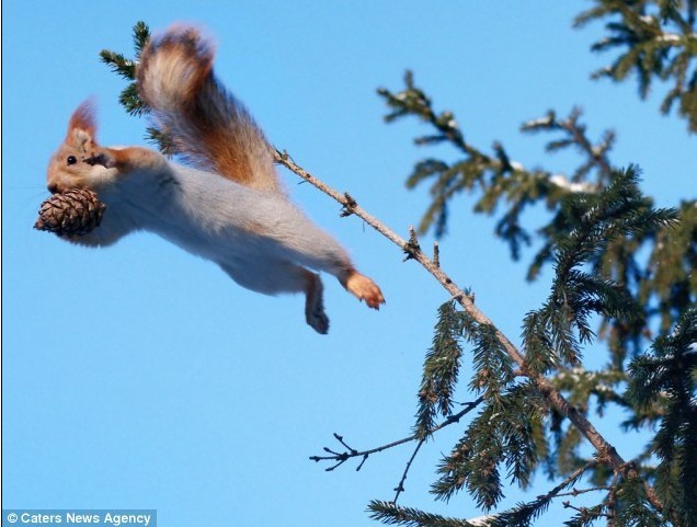 勇敢松鼠为寻找松果腾空飞跃