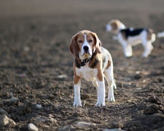 比格犬圖片大全 可愛的比格犬圖片大全