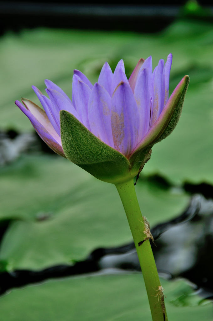 植物園睡蓮展圖片