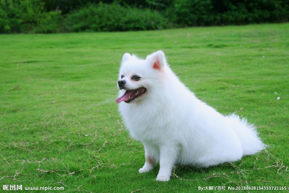 草地上的白色博美犬萌圖