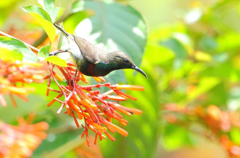 花蜜鳥圖片