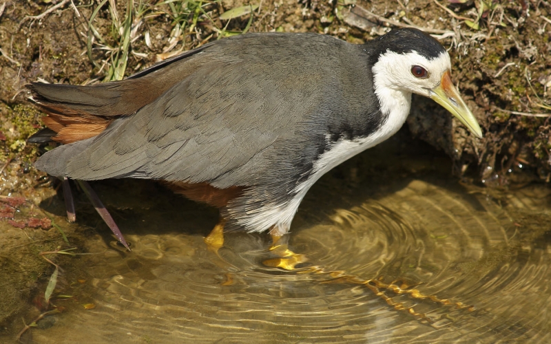 白胸苦惡鳥圖片