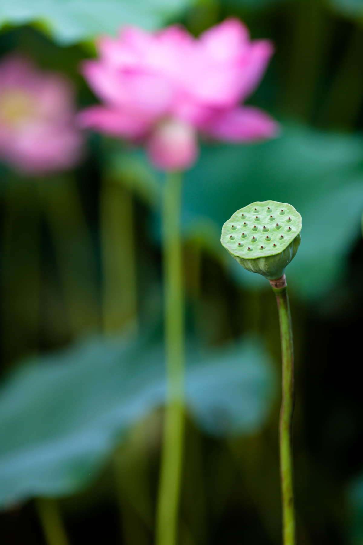 荷塘雅韵荷花