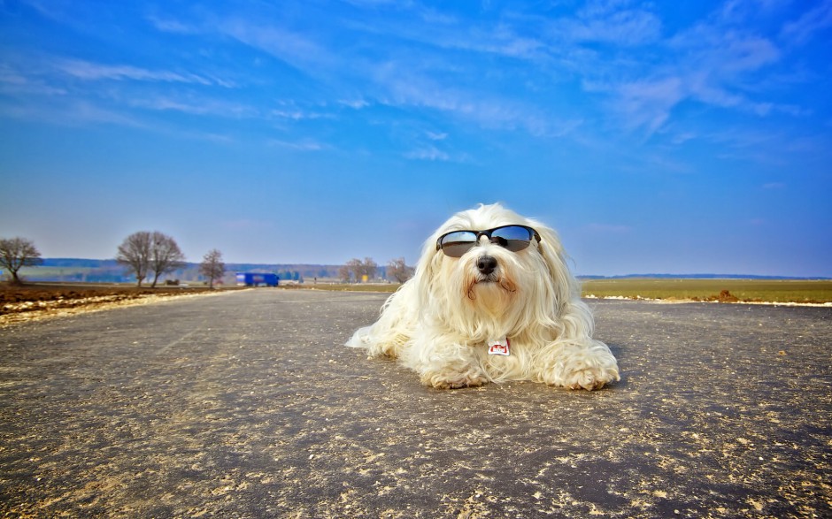 可爱宠物狗狗小哈瓦那犬写真壁纸