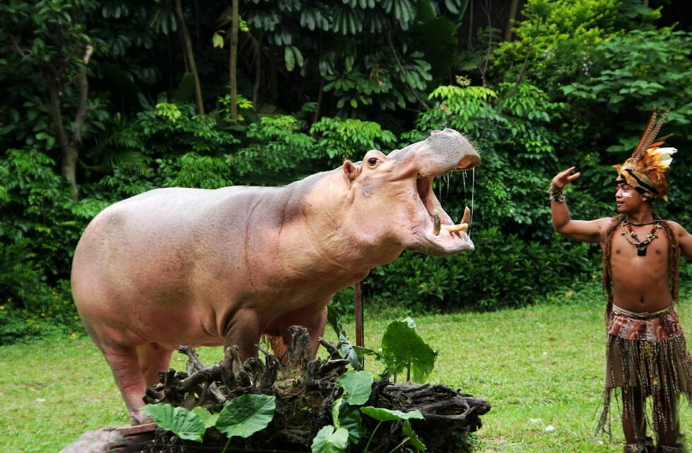 廣州野生動物園河馬