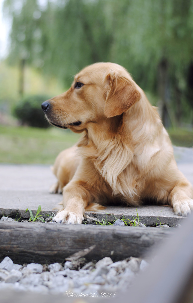 金毛犬与美女的周末