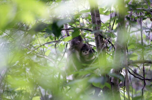 野生滇金丝猴