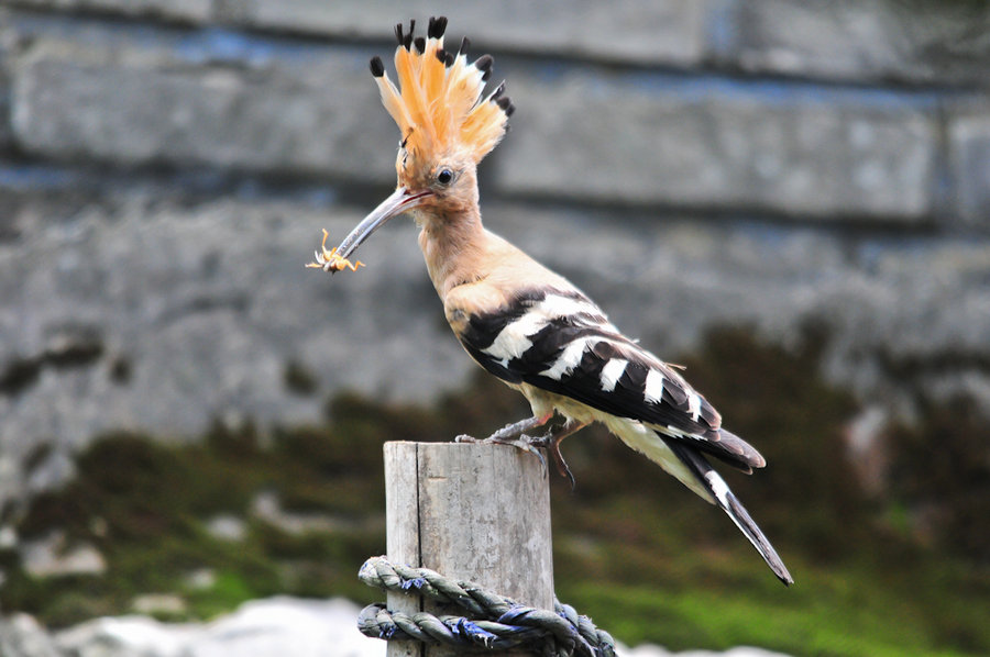 夏天的味道戴勝鳥