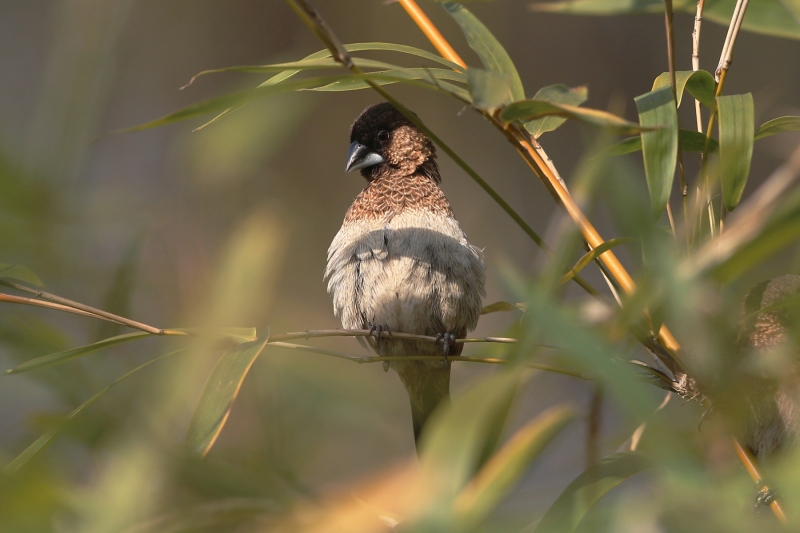 文鳥圖片