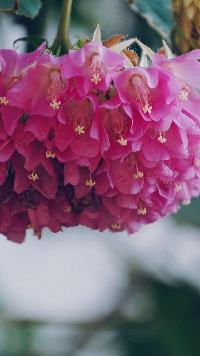 垂吊着花球的非洲芙蓉花图片