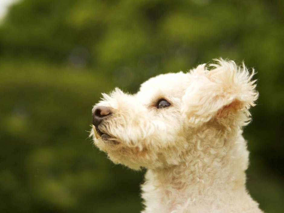 草地奔跑的白色巨型贵宾犬图片