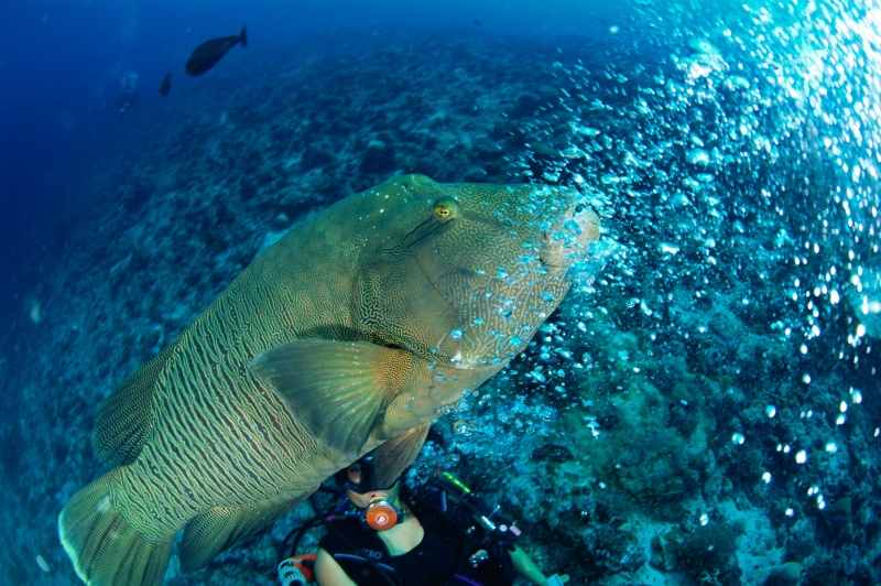 海洋鱼类生物特写图片