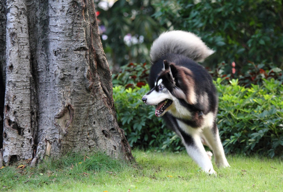 吐舌头的阿拉斯加犬