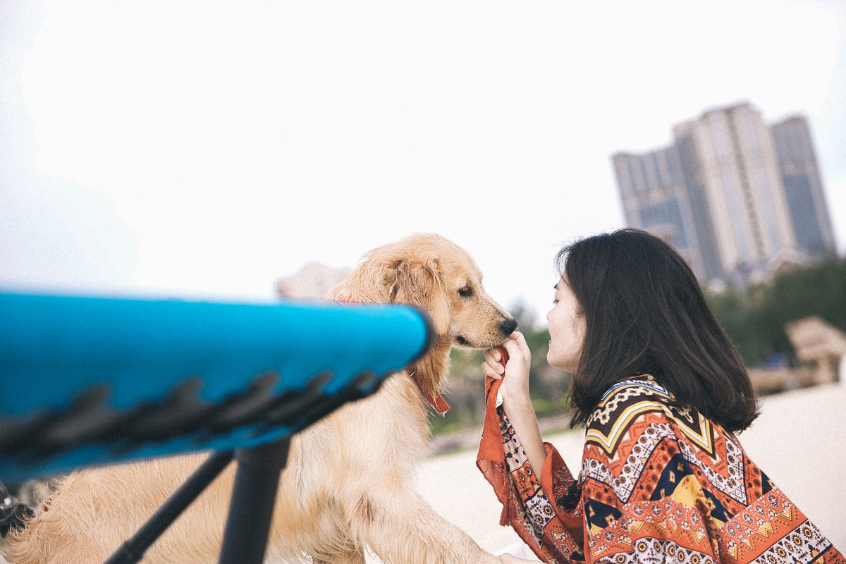 帶上金毛犬去旅行攝影圖