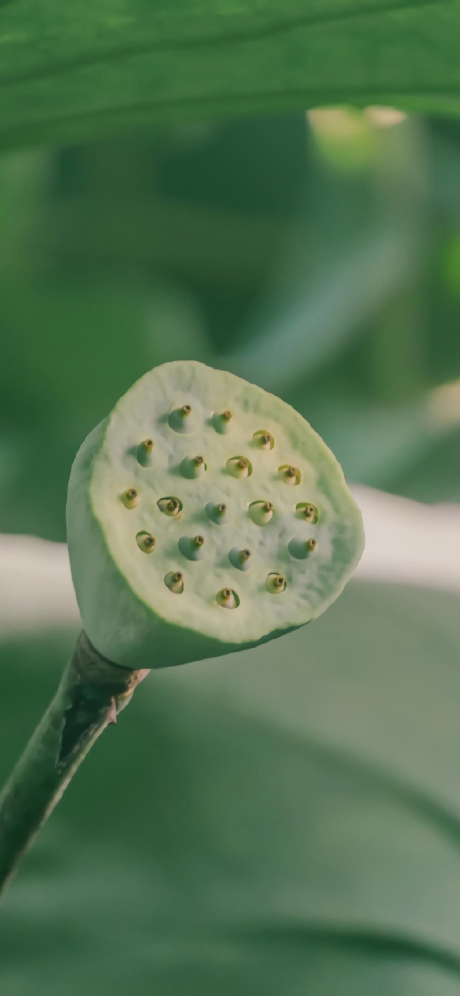 意境夏日荷花攝影手機(jī)壁紙