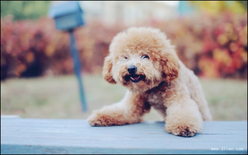 泰迪犬圖片