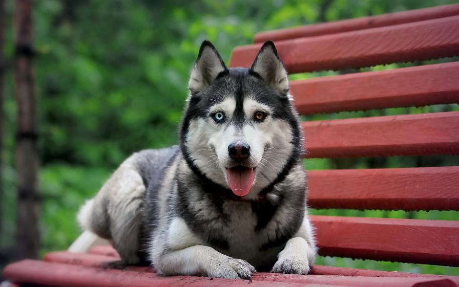 巨型阿拉斯加犬户外精美写真