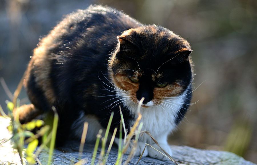 流浪的猫