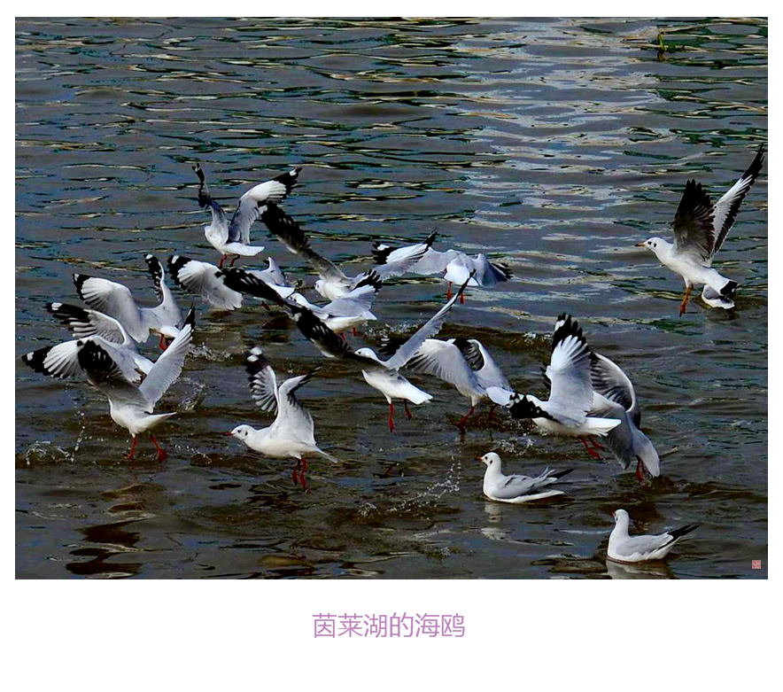 茵莱湖的海鸥