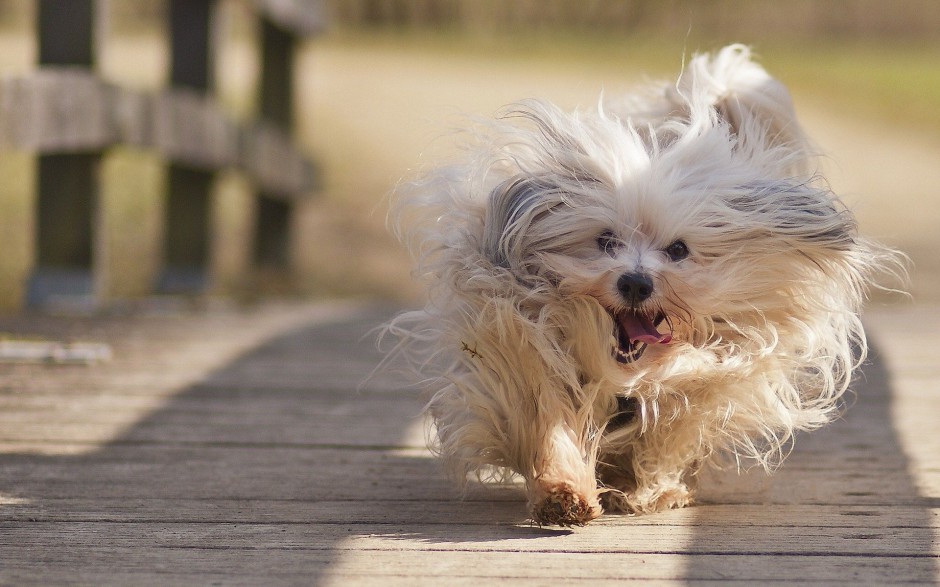 可爱宠物狗狗小哈瓦那犬写真壁纸