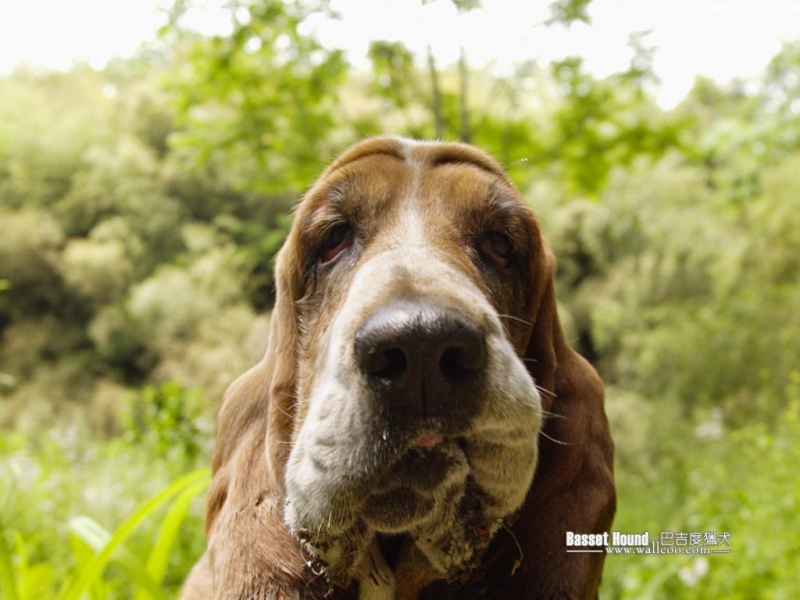 巴吉度獵犬圖片