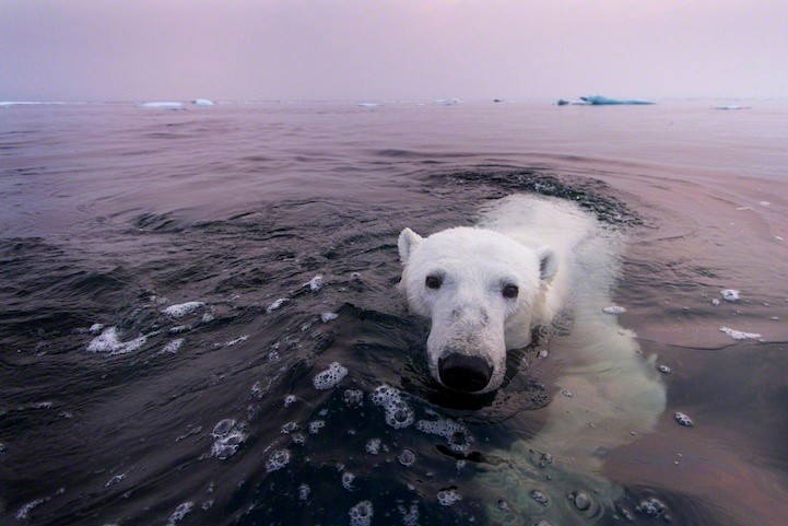 萌翻天的北极熊冬泳照
