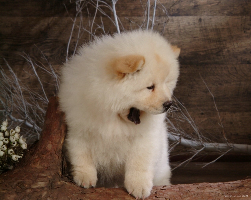 古老品种松狮犬图片