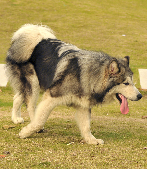 阿拉斯加犬高清圖組