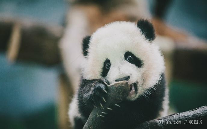 小团子熊猫图片