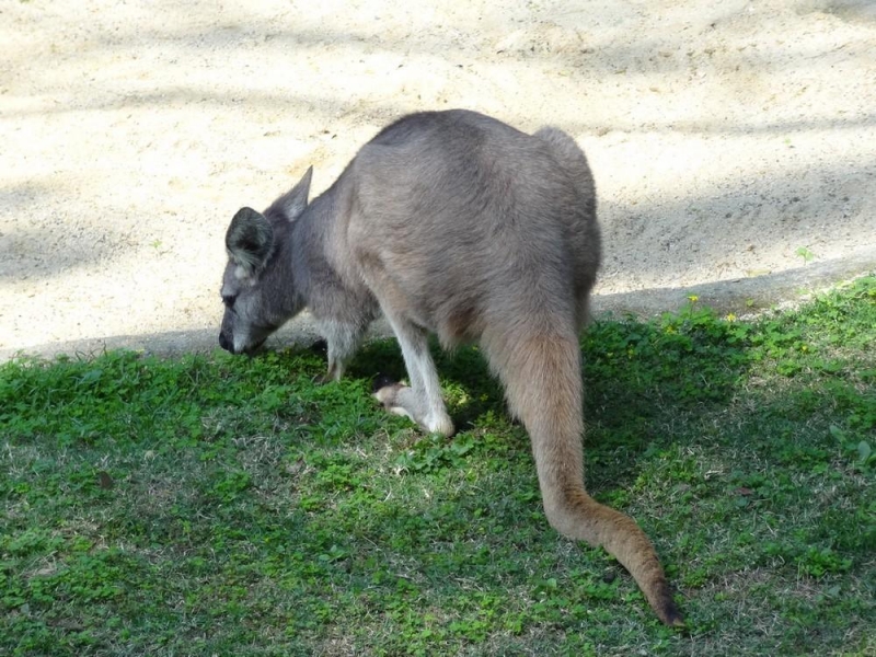 動(dòng)物園里的袋鼠