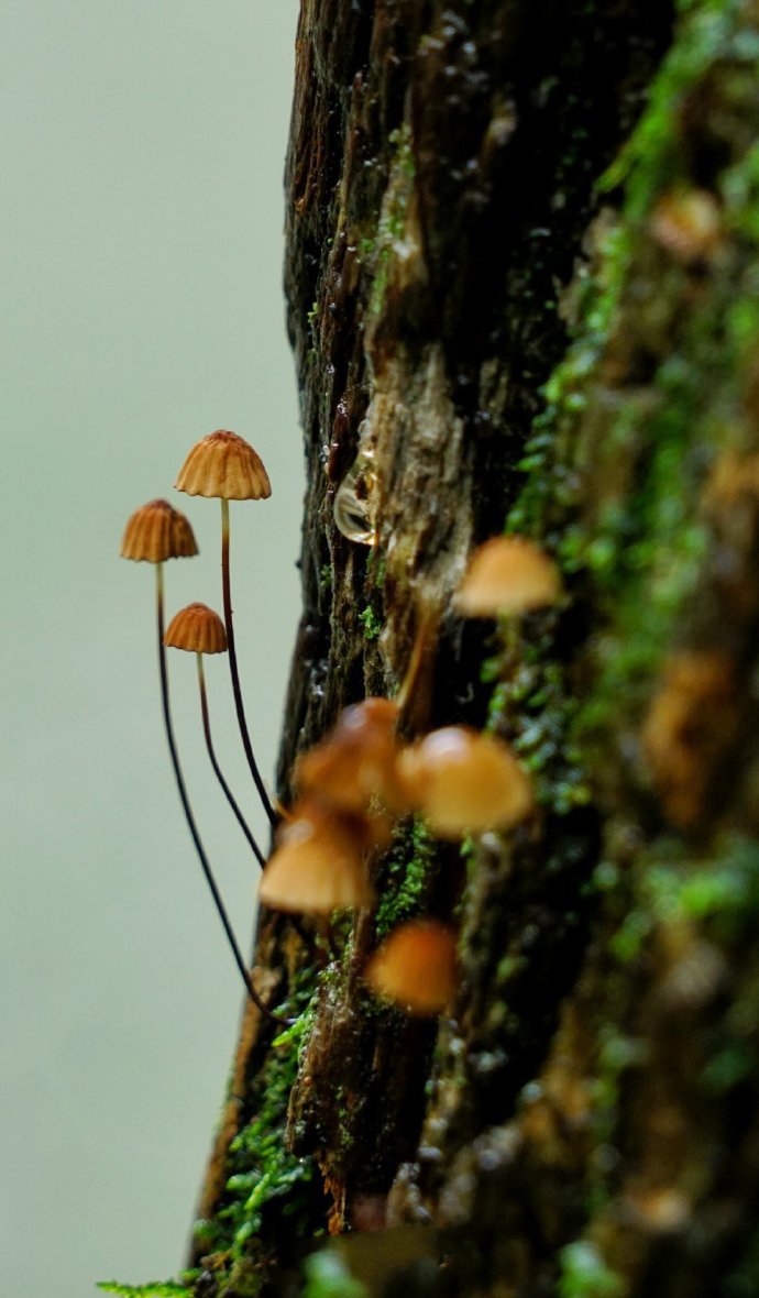 蒙蒙细雨中的，蘑菇与小虫