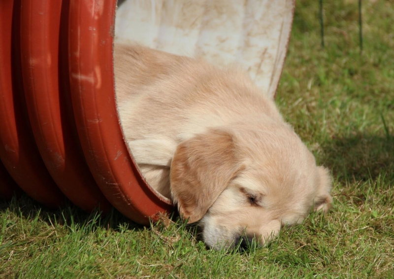 金毛犬图片