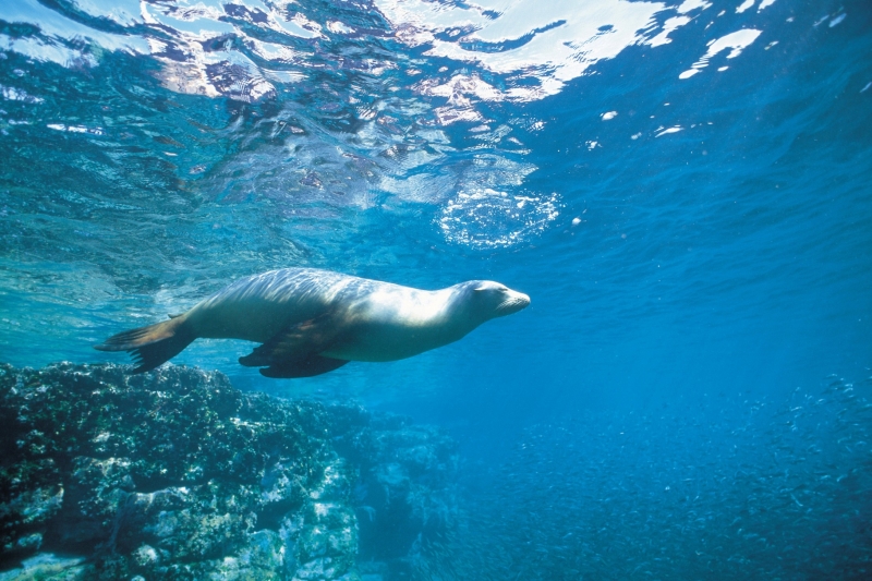 海洋鱼类生物特写图片