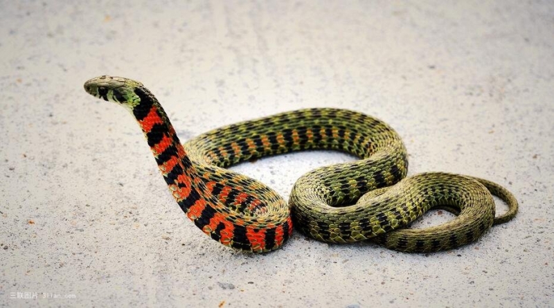 蛇冷血动物图片