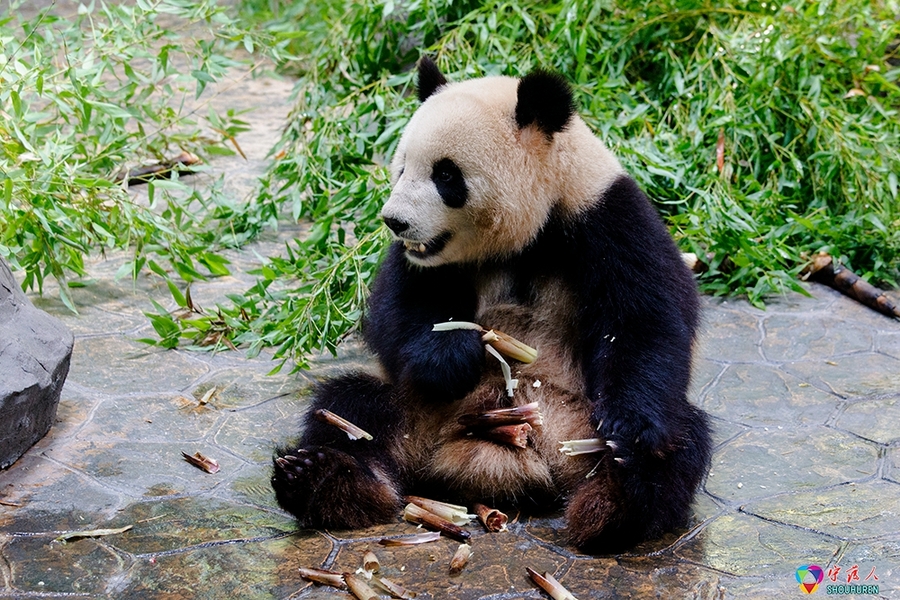 動(dòng)物園的大熊貓