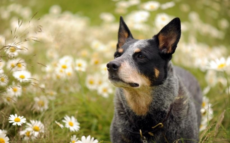 可愛的澳洲牧羊犬