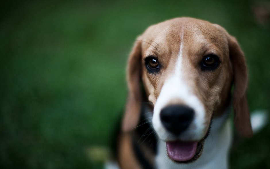 超萌狗狗英国比格犬调皮耍宝图片