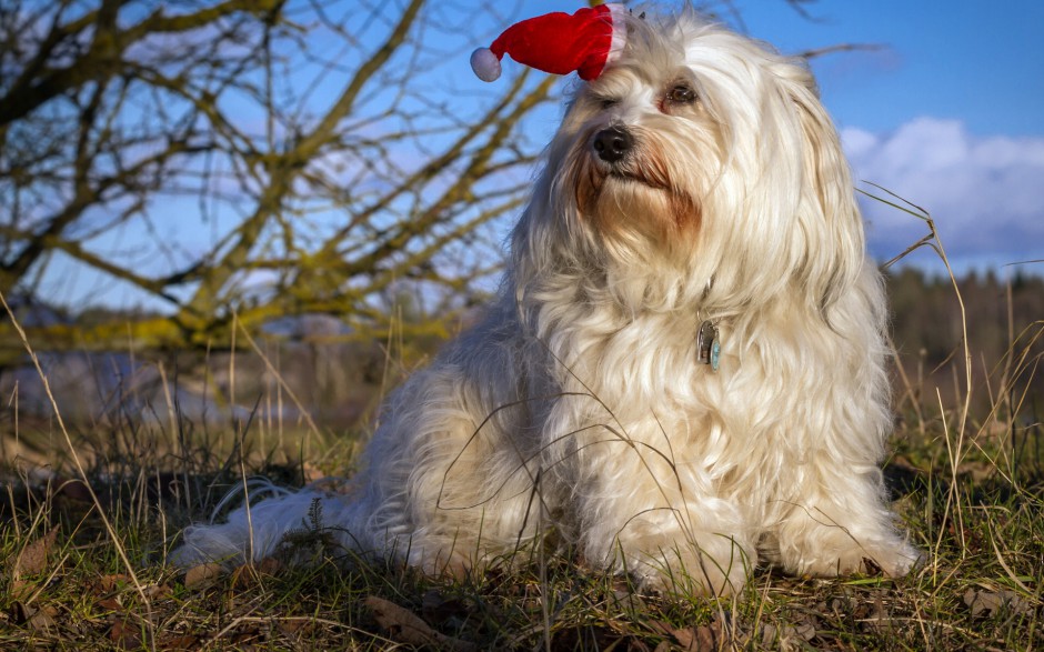 可爱宠物狗狗小哈瓦那犬写真壁纸