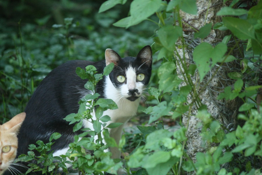 恐惧的野猫