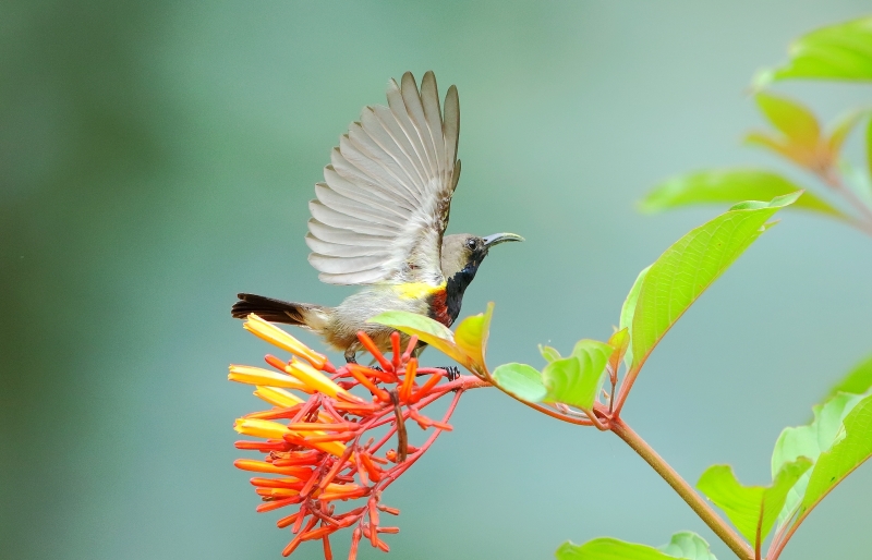 花蜜鳥圖片