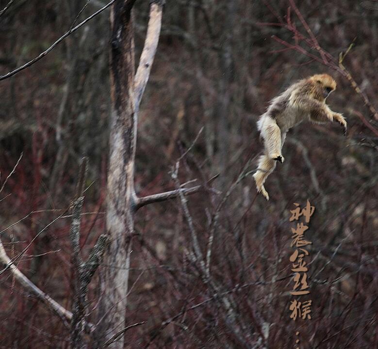 神農(nóng)金絲猴